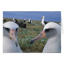 Laysan albatross colony greeting cards