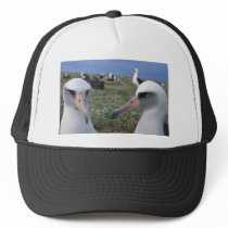 Laysan albatross colony hats