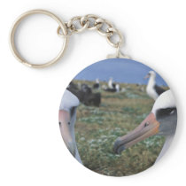 Laysan albatross colony keychain