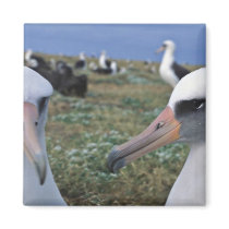 Laysan albatross colony refrigerator magnets