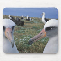 Laysan albatross colony mouse pads