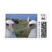 Laysan albatross colony stamps