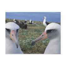 Laysan albatross colony post card
