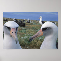 Laysan albatross colony print