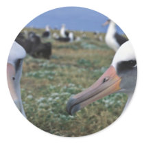 Laysan albatross colony round stickers