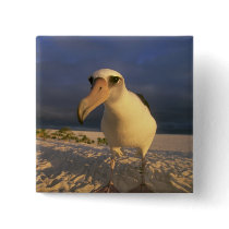 Laysan Albatross, Diomedea immutabilis), Pinback Buttons