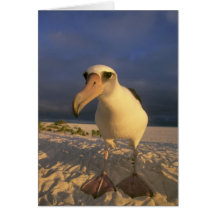 Laysan Albatross, Diomedea immutabilis), Greeting Cards