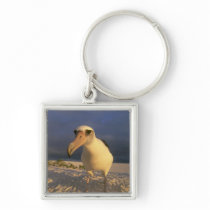 Laysan Albatross, Diomedea immutabilis), Key Chains