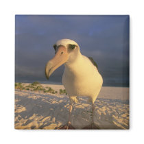 Laysan Albatross, Diomedea immutabilis), Refrigerator Magnet
