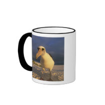 Laysan Albatross, Diomedea immutabilis), Coffee Mug