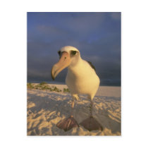 Laysan Albatross, Diomedea immutabilis), Post Card