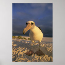 Laysan Albatross, Diomedea immutabilis),