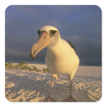 Laysan Albatross, Diomedea immutabilis), Sticker