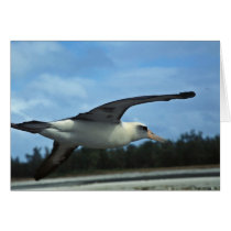 Laysan albatross flying greeting card