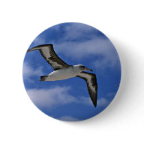 Laysan albatross flying in air pin