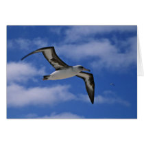Laysan albatross flying in air cards