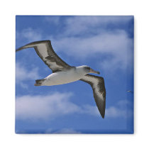 Laysan albatross flying in air magnet