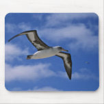 Laysan albatross flying in air mouse pads