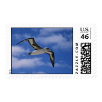 Laysan albatross flying in air postage stamp