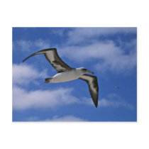 Laysan albatross flying in air postcards