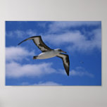 Laysan albatross flying in air posters