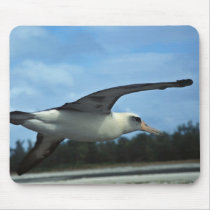 Laysan albatross flying mouse pads