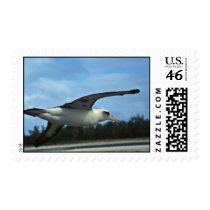 Laysan albatross flying stamp