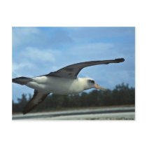 Laysan albatross flying postcard