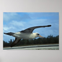 Laysan albatross flying print