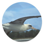 Laysan albatross flying round stickers