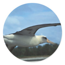 Laysan albatross flying round stickers