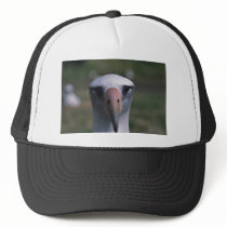Laysan albatross hats