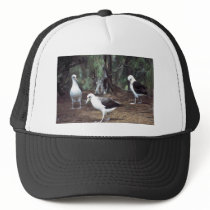 Laysan Albatross Mesh Hats