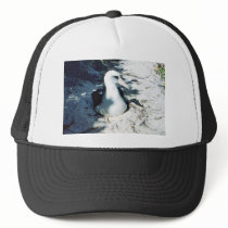 Laysan Albatross Mesh Hat