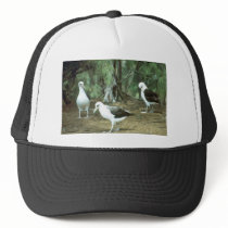 Laysan Albatross Hat