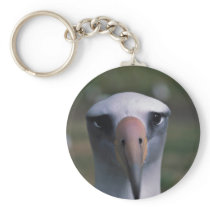 Laysan albatross key chain