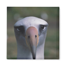 Laysan albatross fridge magnet