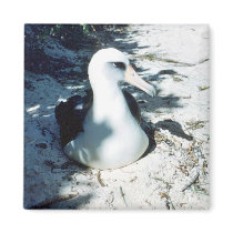 Laysan Albatross Magnet