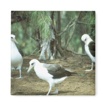 Laysan Albatross Fridge Magnet