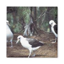 Laysan Albatross Fridge Magnets