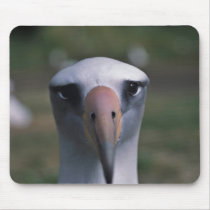 Laysan albatross mouse pads