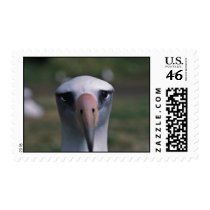 Laysan albatross postage