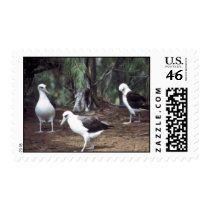 Laysan Albatross Postage Stamps