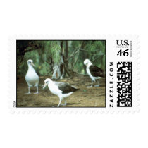 Laysan Albatross Postage Stamps