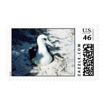Laysan Albatross Stamps