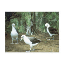 Laysan Albatross Post Cards