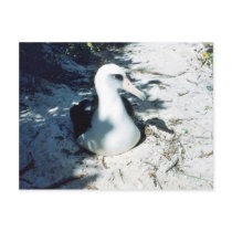Laysan Albatross Postcard