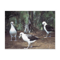 Laysan Albatross Post Cards