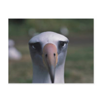 Laysan albatross postcards