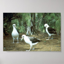 Laysan Albatross Posters